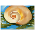 Pink Shell with Seaweed Poster | Georgia O'Keeffe Poster | Georgia O Keeffe Prints