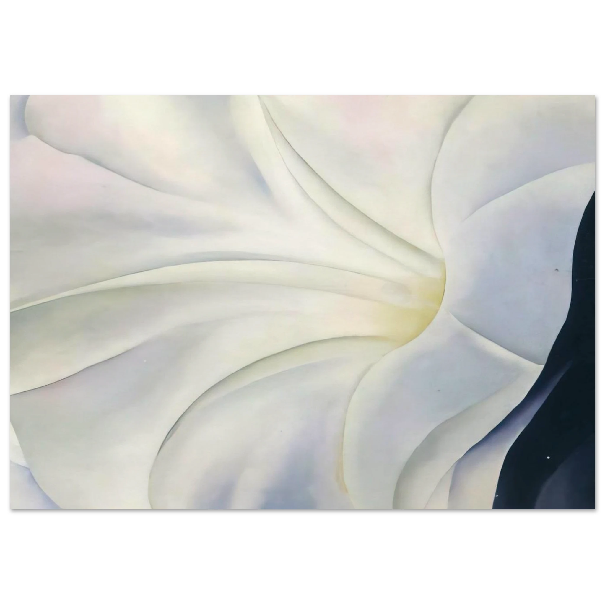 Morning Glory with Black Poster | Georgia O'Keeffe Poster | Georgia O Keeffe Prints