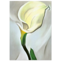 Calla Lily Turned Away Poster | Georgia O'Keeffe Poster | Georgia O Keeffe Prints