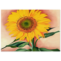 A Sunflower from Maggie Poster | Georgia O'Keeffe Poster | Georgia O Keeffe Prints
