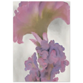 Coxcomb Poster | Georgia O'Keeffe Poster | Georgia O Keeffe Prints