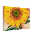 A Sunflower from Maggie Canvas | Georgia O'Keeffe Canvas | Georgia O Keeffe Prints