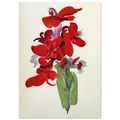 Red Canna Poster | Georgia O'Keeffe Poster | Georgia O Keeffe Prints