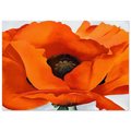Red Poppy Poster | Georgia O'Keeffe Poster | Georgia O Keeffe Prints