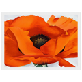 Red Poppy Framed Poster | Georgia O'Keeffe Framed Prints Wall Art | Georgia O Keeffe Prints