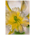 An Orchid Poster | Georgia O'Keeffe Poster | Georgia O Keeffe Prints